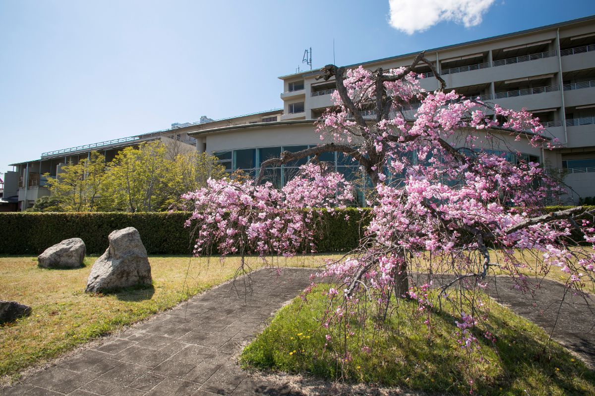 緑地公園の桜と外観